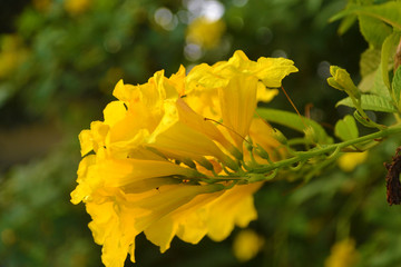 yellow flowers