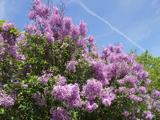 Blütenpracht im Frühling