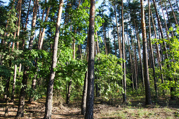 Beautiful pine forest