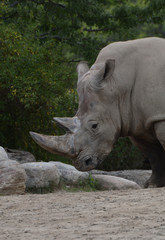 Obraz premium Rhinoceros