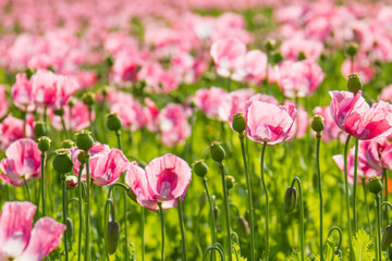 Fototapeta premium Schlafmohn (Papaver somniferum)