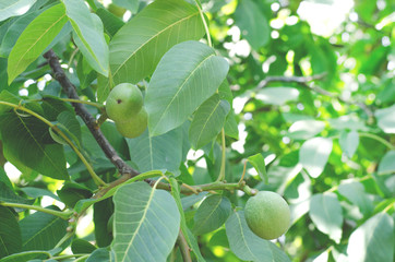 Green nut fruit hanging on a tree.