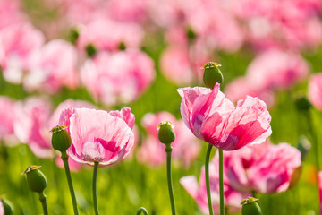 Obraz premium Schlafmohn (Papaver somniferum), Schlafmohnanbau in Deutschland