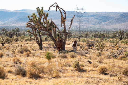 cattle in the desert