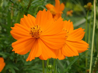 キバナコスモス