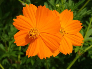 キバナコスモス