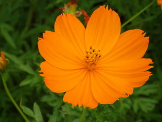 キバナコスモス