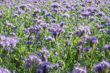 Obraz premium Lacy phacelia blossoms in a field