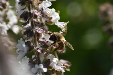Blühendes Strauchbasilikum