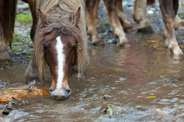 Yegua bebiendo agua en un arroyo