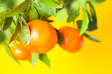 Oranges on a branch. Citrus fruits growing on tree. Isolated on a white