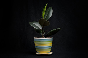 Fototapeta na wymiar green plant in a pot