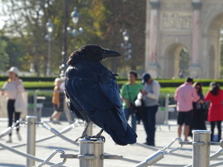 Kr&auml;he vorm Louvre