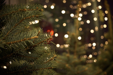 Christmas tree branches on a dark background with burning lights. Christmes background with bokeh