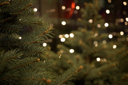 Christmas tree branches on a dark background with burning lights. Christmes background with bokeh