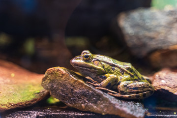 Riga National Zoological Garden, Zoo Mezaparks Riga Latvia Europe