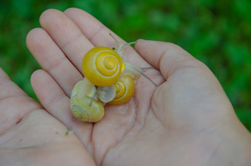 beautiful snails