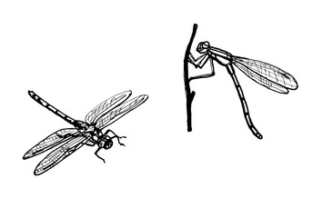 Dragonfly. Line drawing
