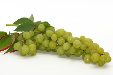 Frische Weinrebe freigestellt auf weißem Hintergrund