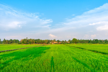 Green rice field , Khon Buri in Nakhon Ratchasima at Thailand.