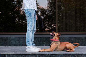Young male person teaches his dog in the town. Having pets in a city concept: man communicated with...