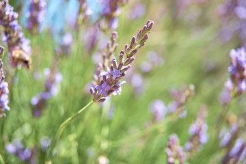 blooming lavender in a park