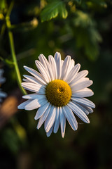 Fototapeta premium Daisy