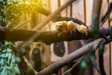 Riga National Zoological Garden, Zoo Mezaparks Riga Latvia Europe