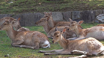Nara Japan