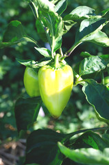 A large green pepper hangs on a bush.