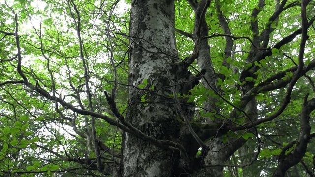 Panoramic view of majestic platan in Carpathian mountains. Amazing forest vegetation. Old sycamore with lush foliage. Sunlight breaking through greenery of large branches and leaves of aged tree