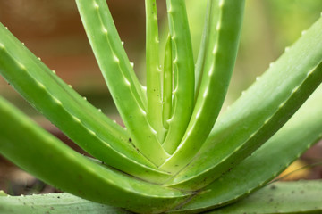aloe vera close-up grow plant in herbal farm agriculture