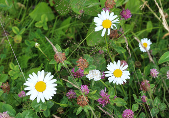 Leucanthemum vulgare, commonly known as the ox-eye daisy, oxeye daisy, dog daisy