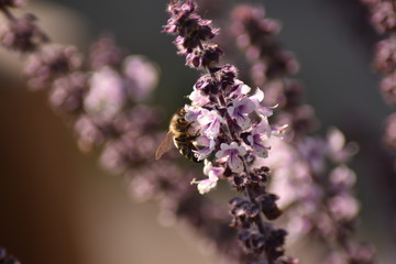 Blühendes Strauchbasilikum mit Insekt