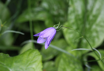Campanula rotundifolia, known as the harebell, bluebell, blawort, hair-bell and lady's thimble