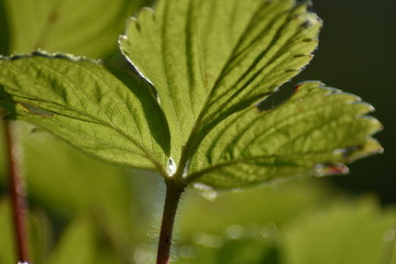 Blätter einer Erdbeere im Gegenlicht