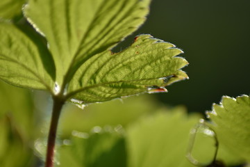 Erdbeerblätter im Gegenlicht