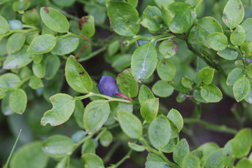 Fototapeta na wymiar Vaccinium myrtillus shrub, common called commonly called common bilberry, wimberry, blue whortleberry, or European blueberry.