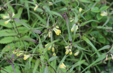 Melampyrum lineare, commonly called the narrowleaf cow wheat flower