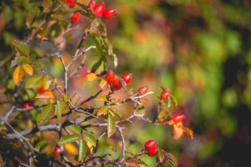 Autumn berries and fruits