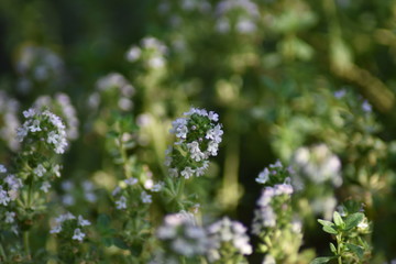 Blühender Zitronen-Thymian (Thymus citriodorus)