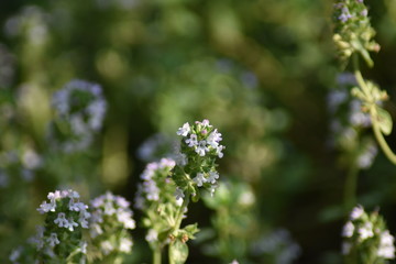 Blühender Zitronen-Thymian (Thymus citriodorus)