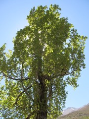 Obraz premium green trees