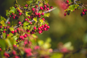 Autumn berries and fruits