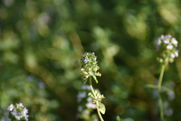 Blühender Zitronen-Thymian (Thymus citriodorus)