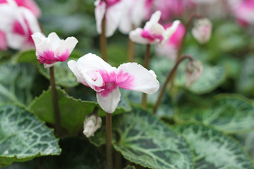 Obraz premium blossoming cyclamen in the garden