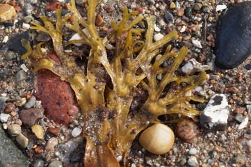 Unterwasser Pflanzen