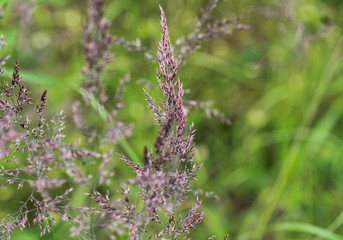 Holcus lanatus, Common names include Yorkshire fog, tufted grass, and meadow soft grass