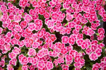 Obraz premium floral background. Background of blooming flowers