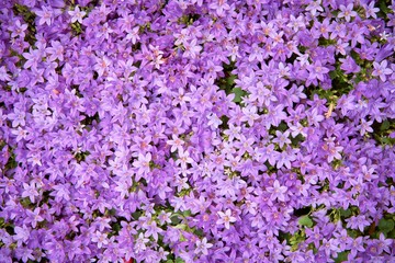 floral background. Background of blooming flowers